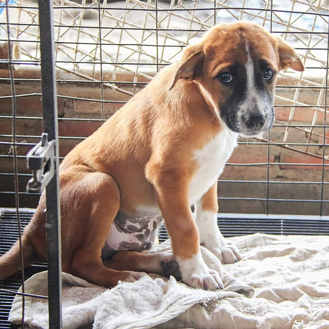 Positive Impact: Animal Rescue Albania