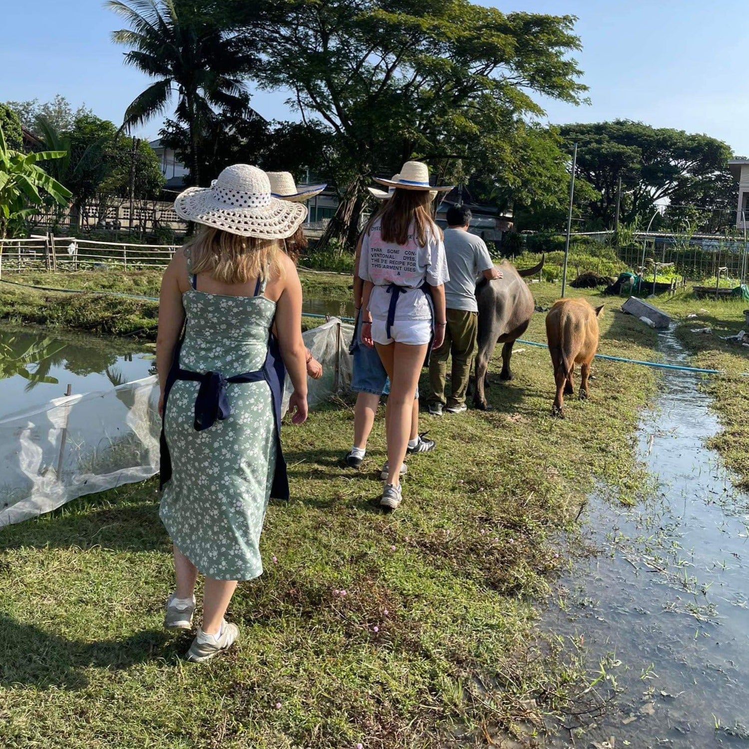 Northern & Thai Food Cooking Class at a Farm