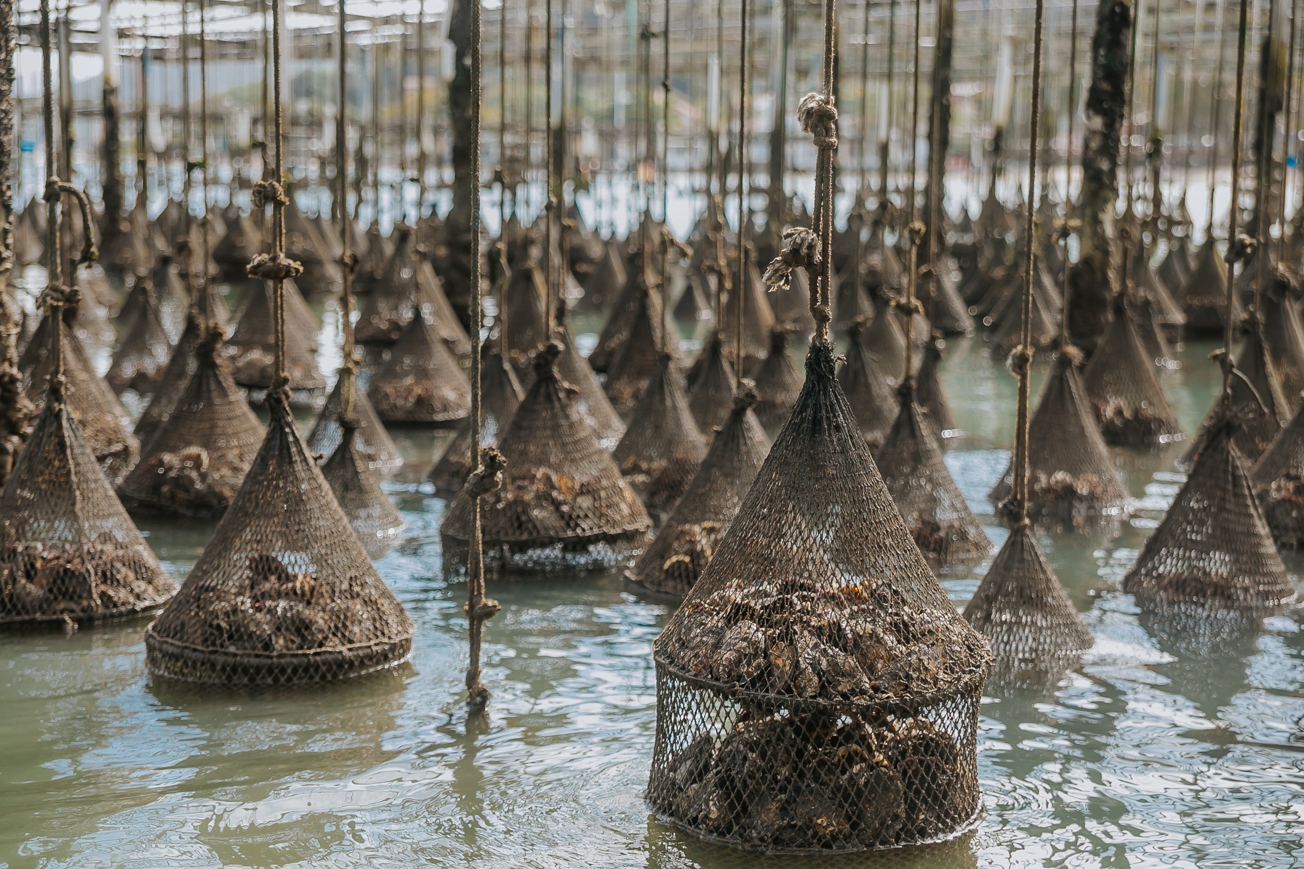 Oyster Farm Visit and Tasting