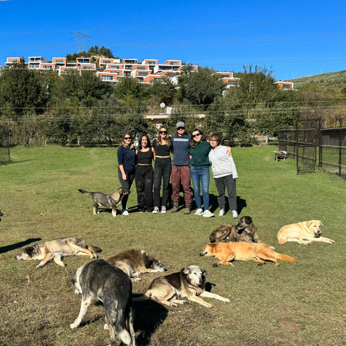 Positive Impact: Animal Rescue Albania