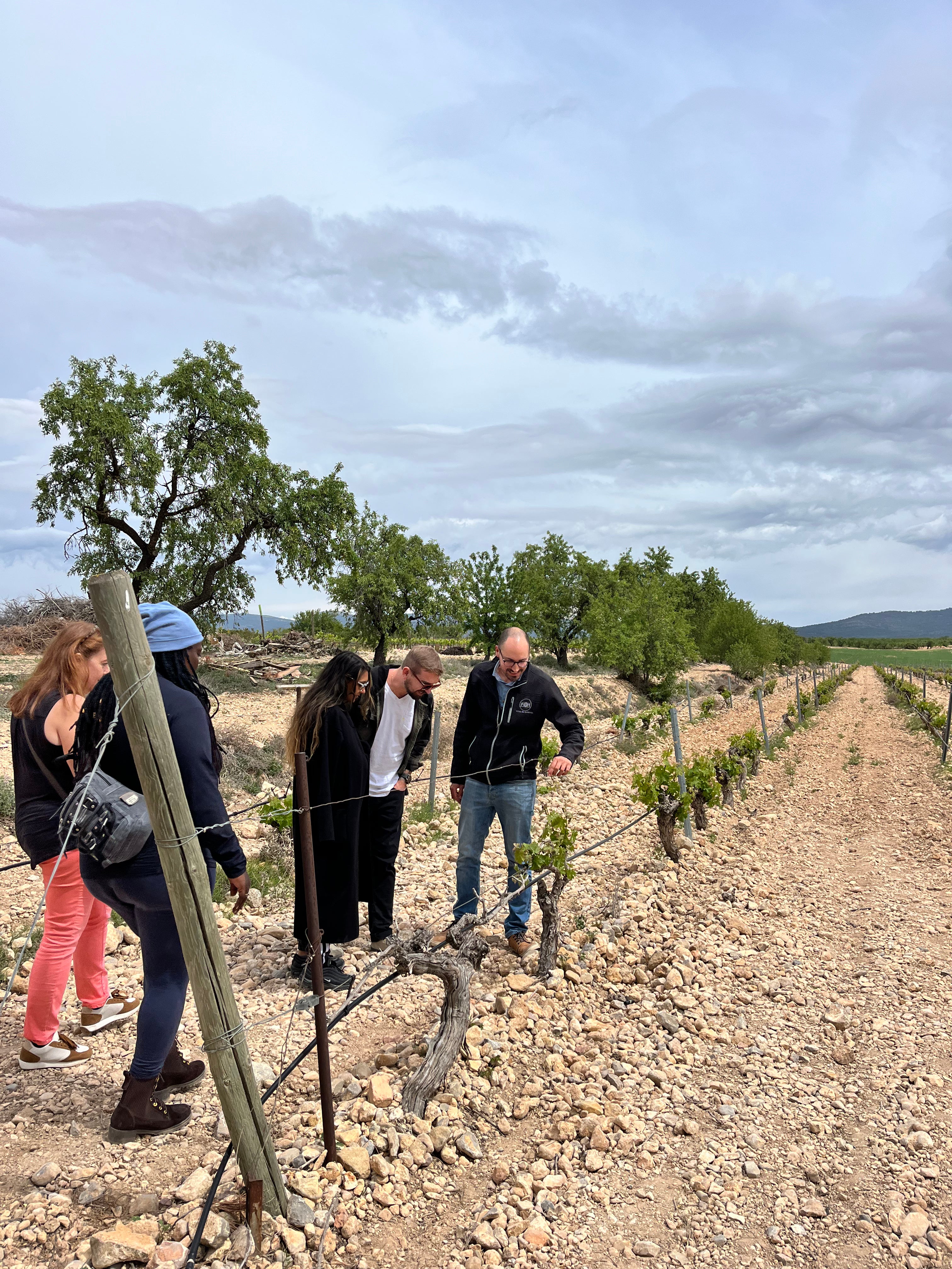 Vines and Cave Wines