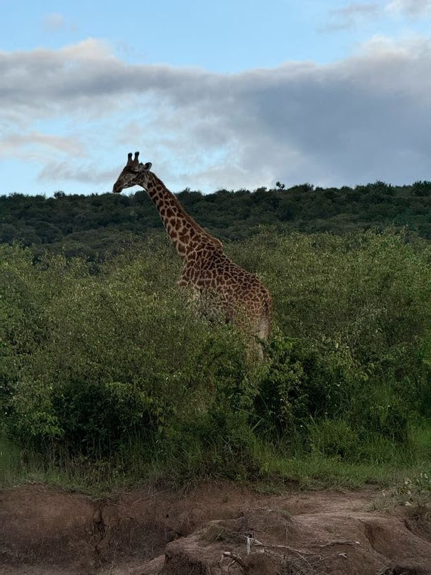 Maasai Mara Safari