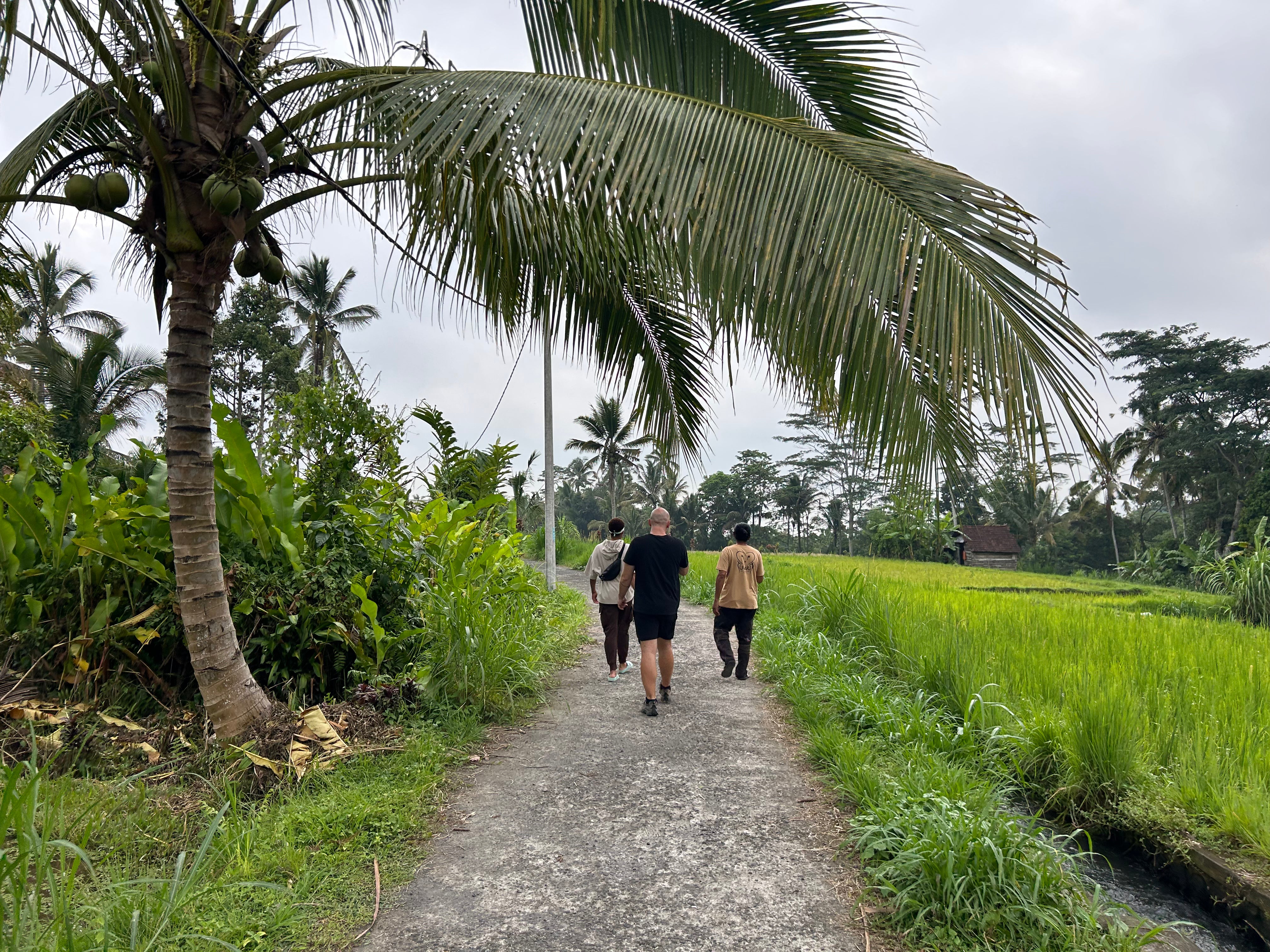 Nocturnal Bali