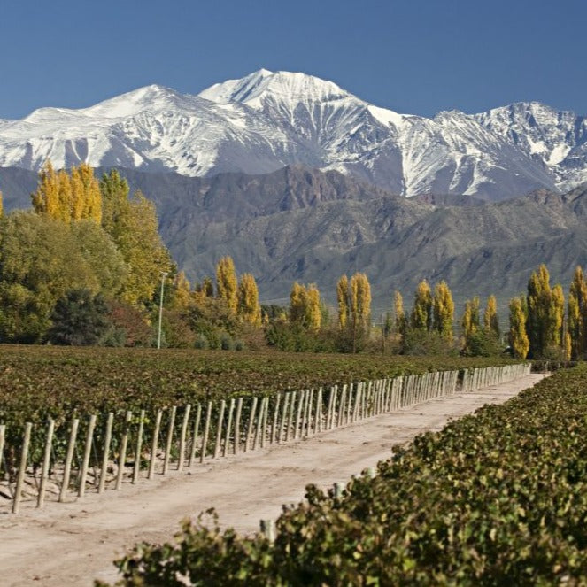 Visit Mendoza: Land of Sun, Andes and Good Wine!