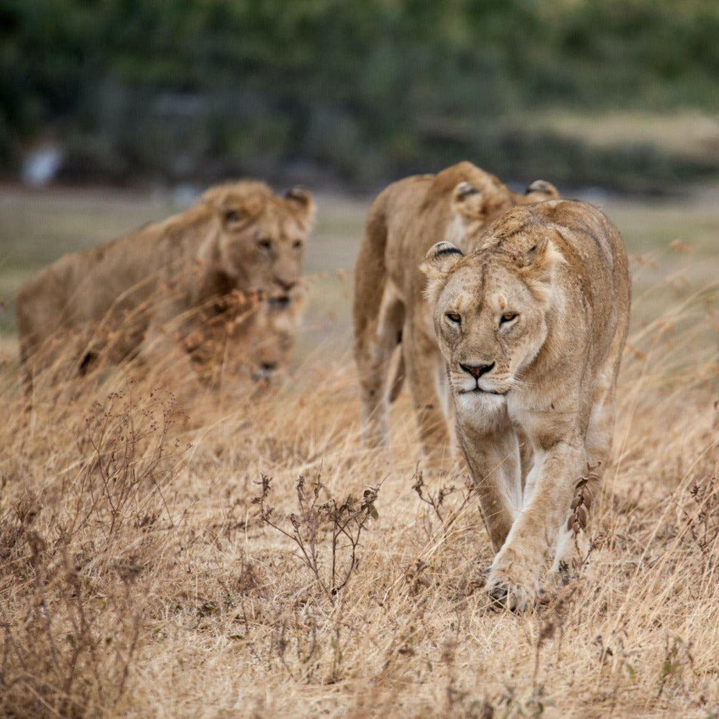 The Serengeti Safari