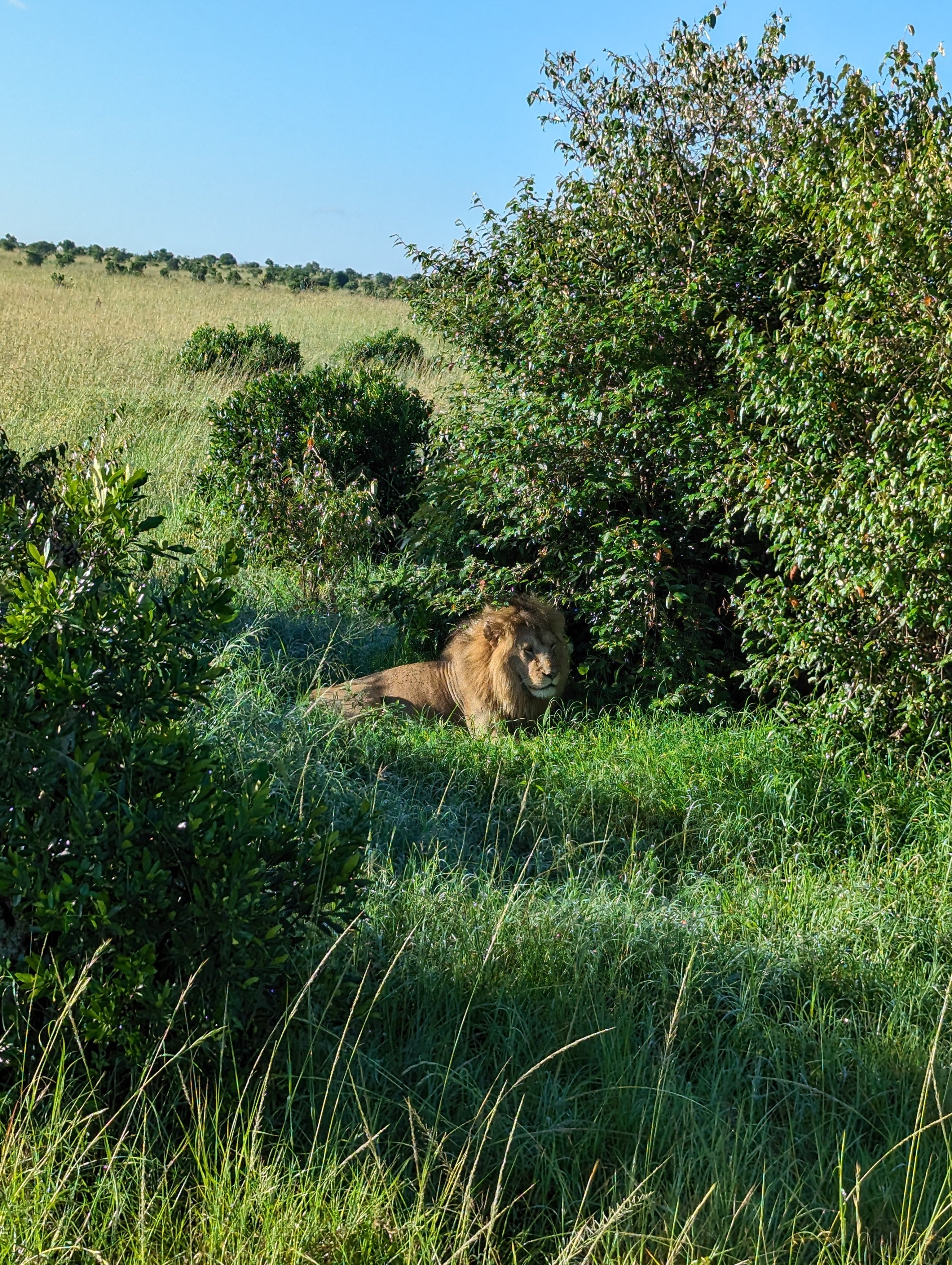 Maasai Mara Safari