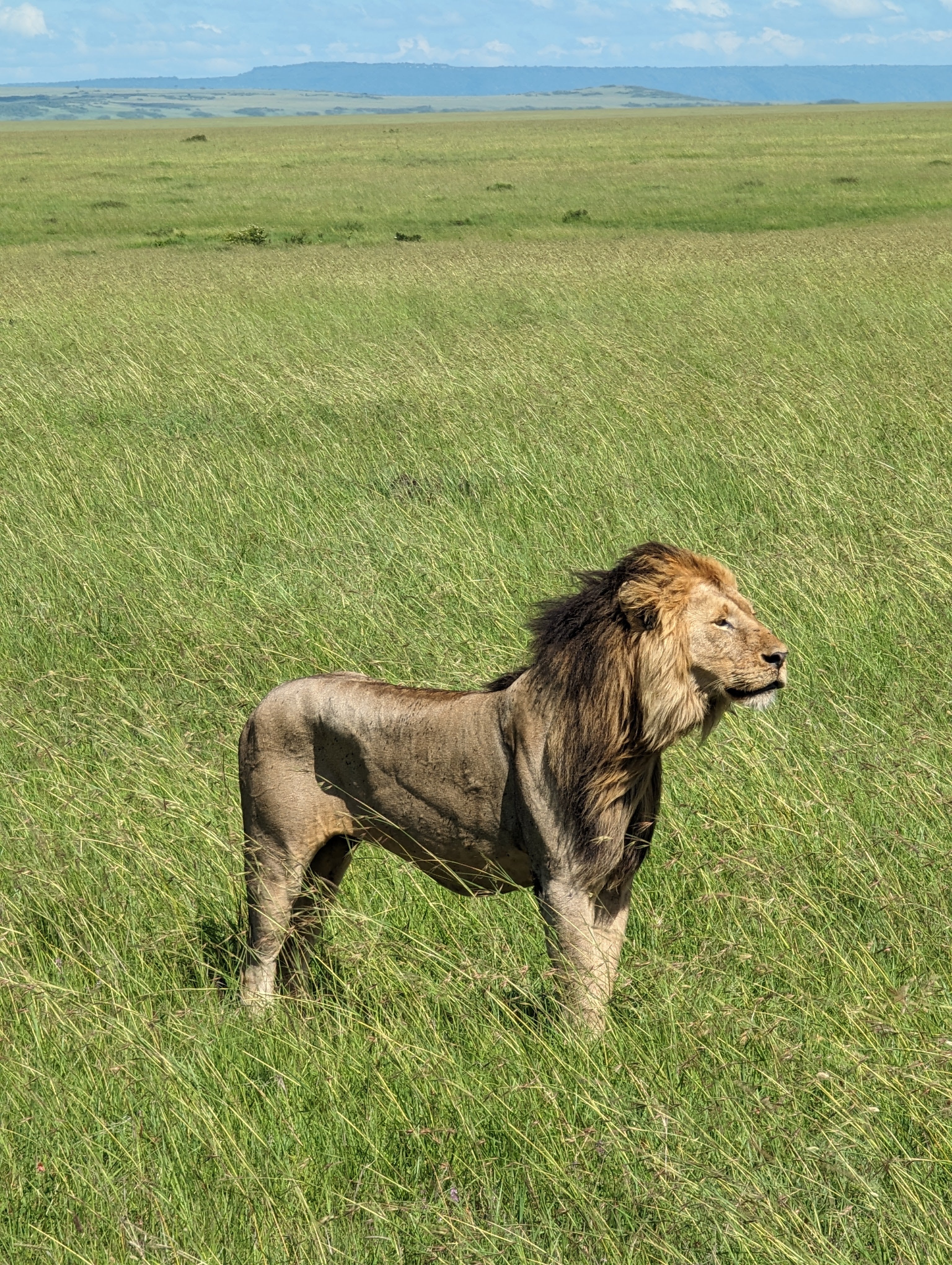 Maasai Mara Safari