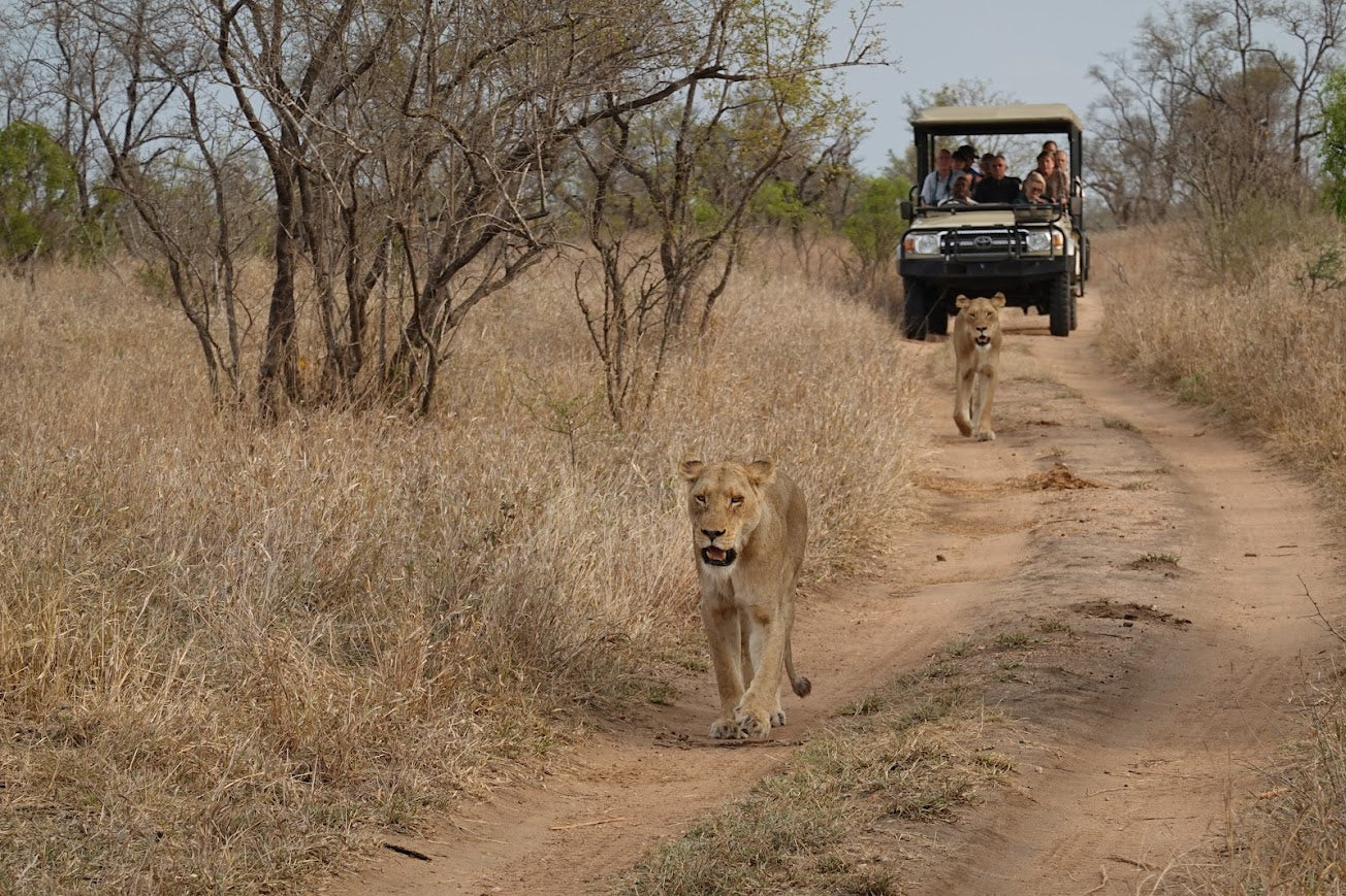 Kruger Safari Experience