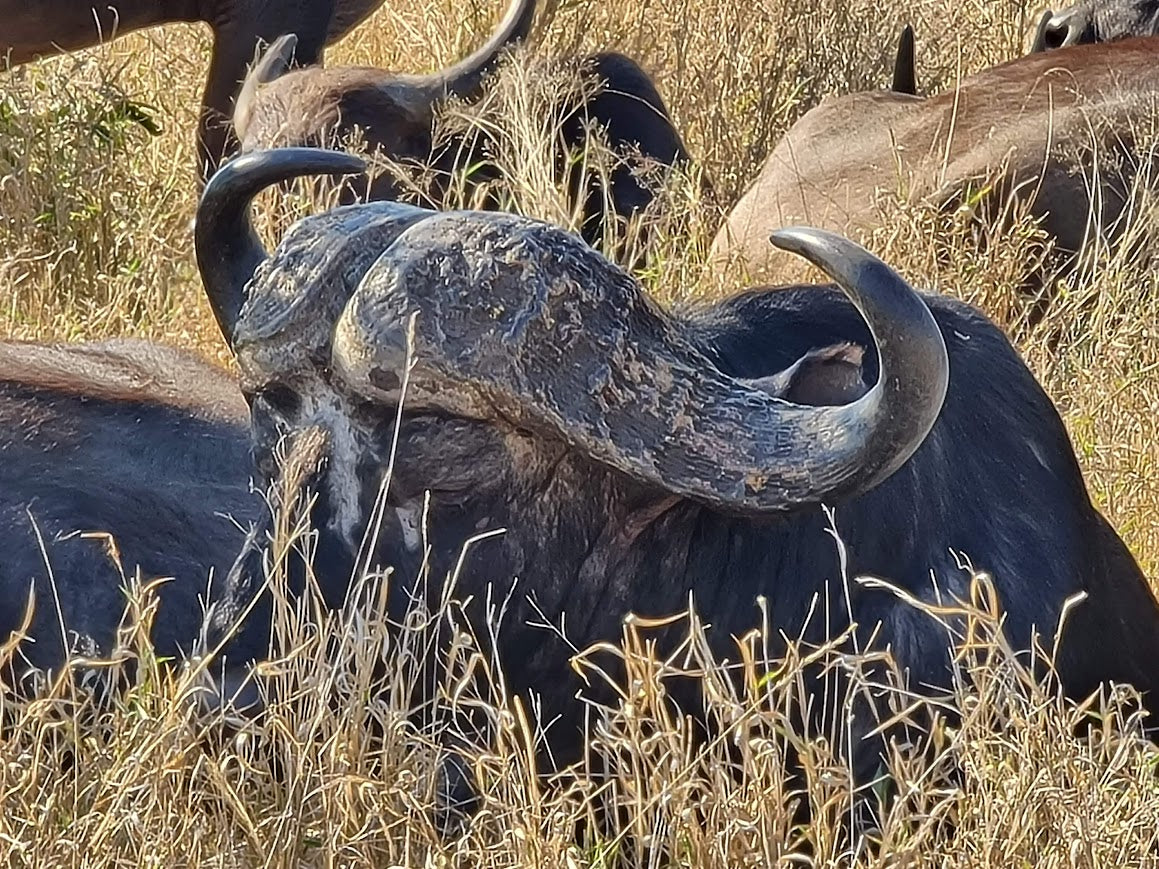 Kruger Safari Experience