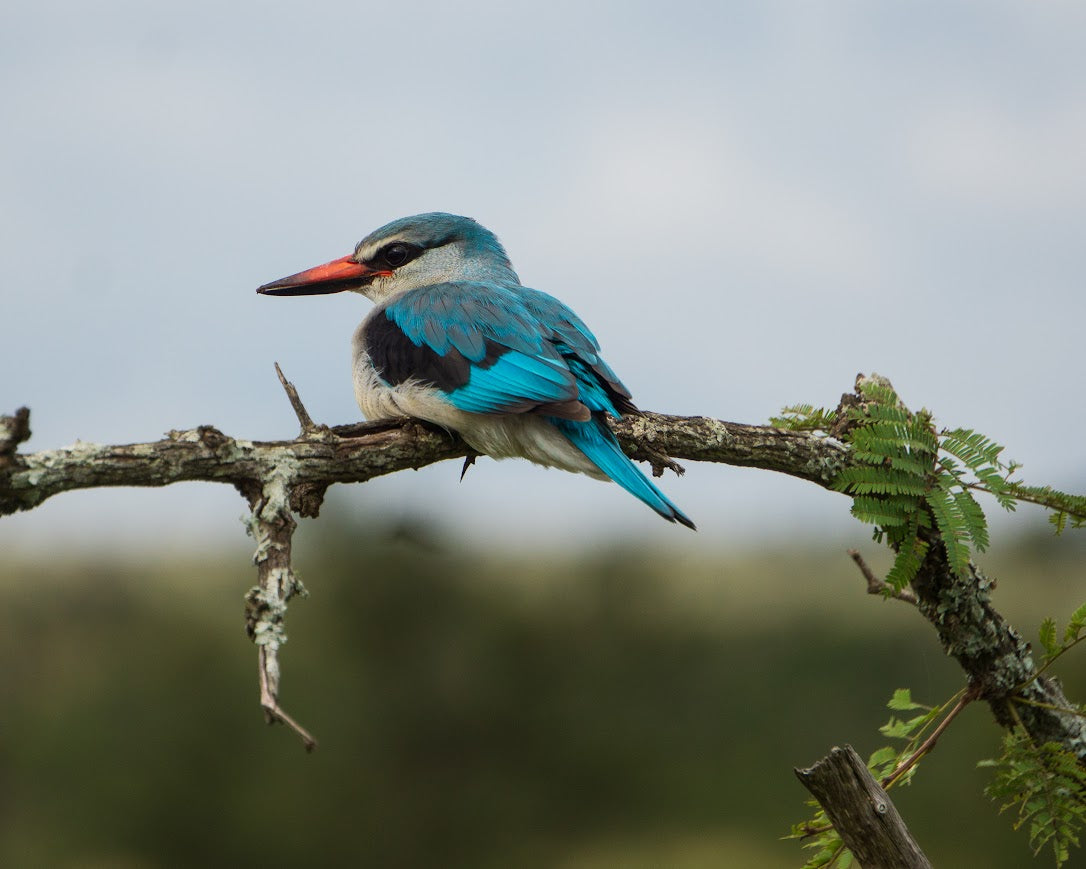 Kruger Safari Experience