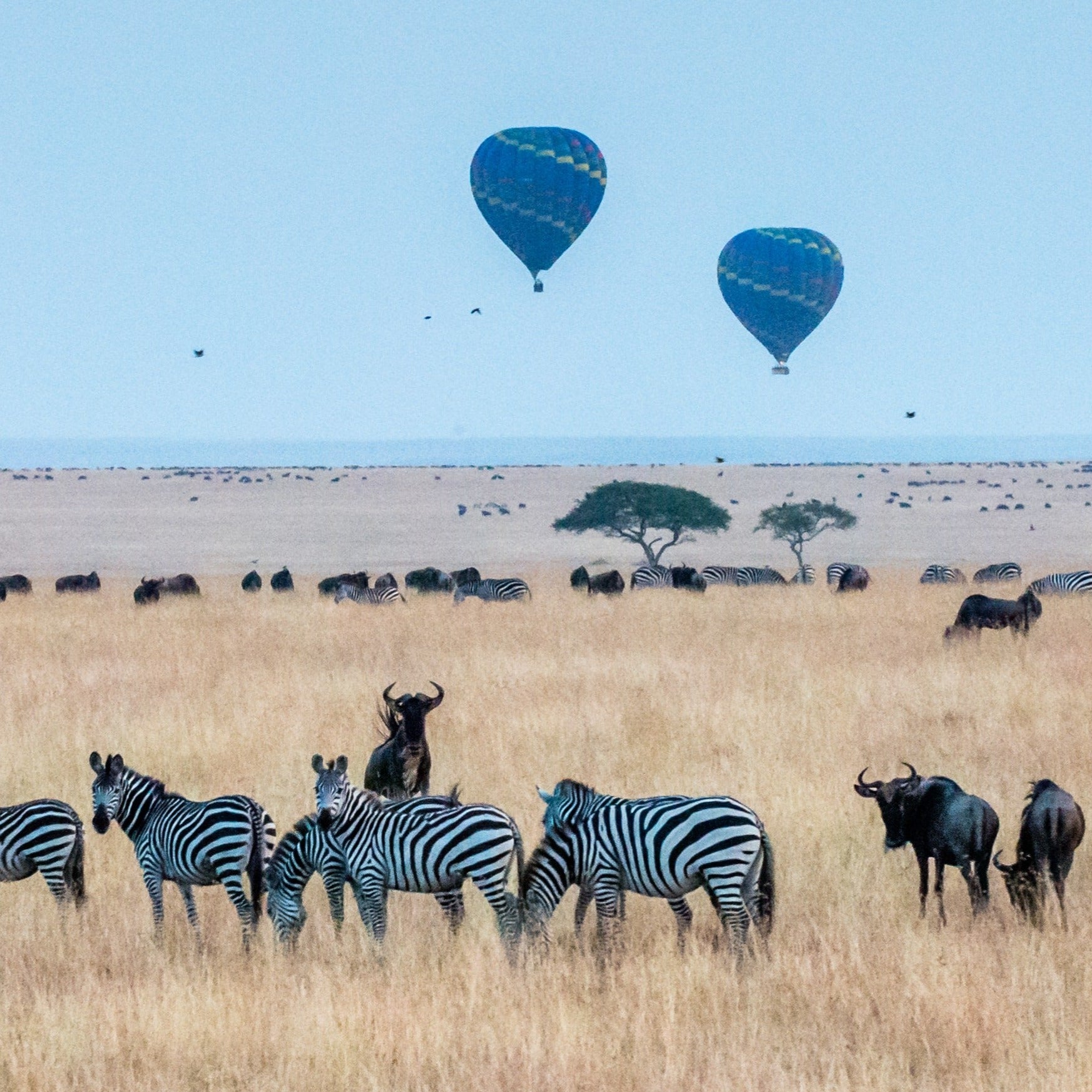 Maasai Mara Safari