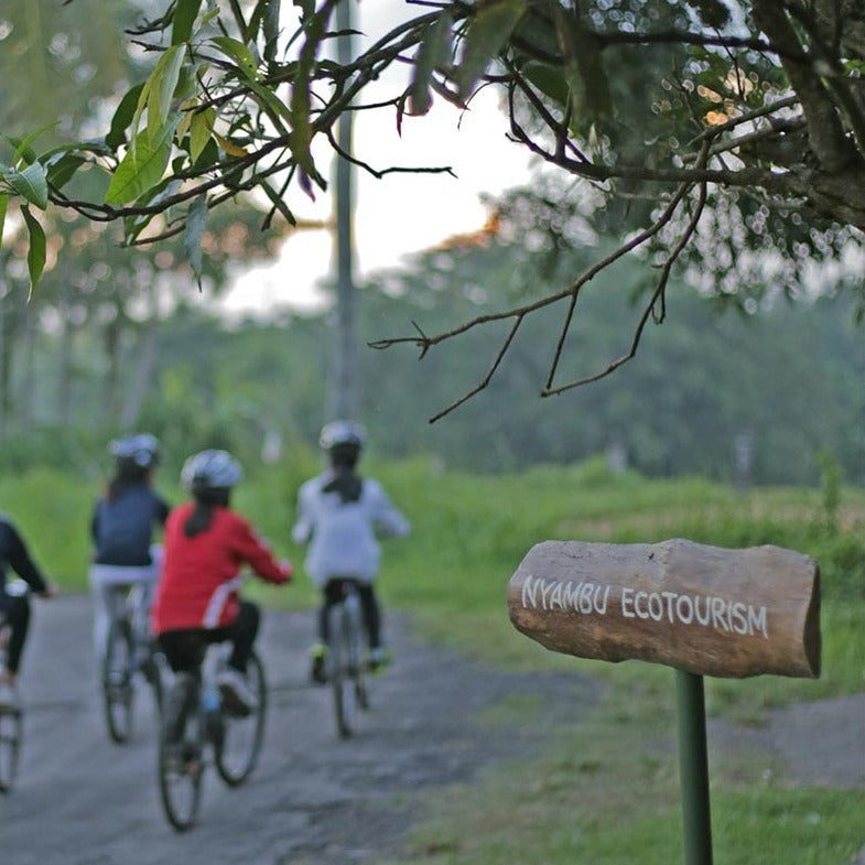 Rice Fields Eco Tourism