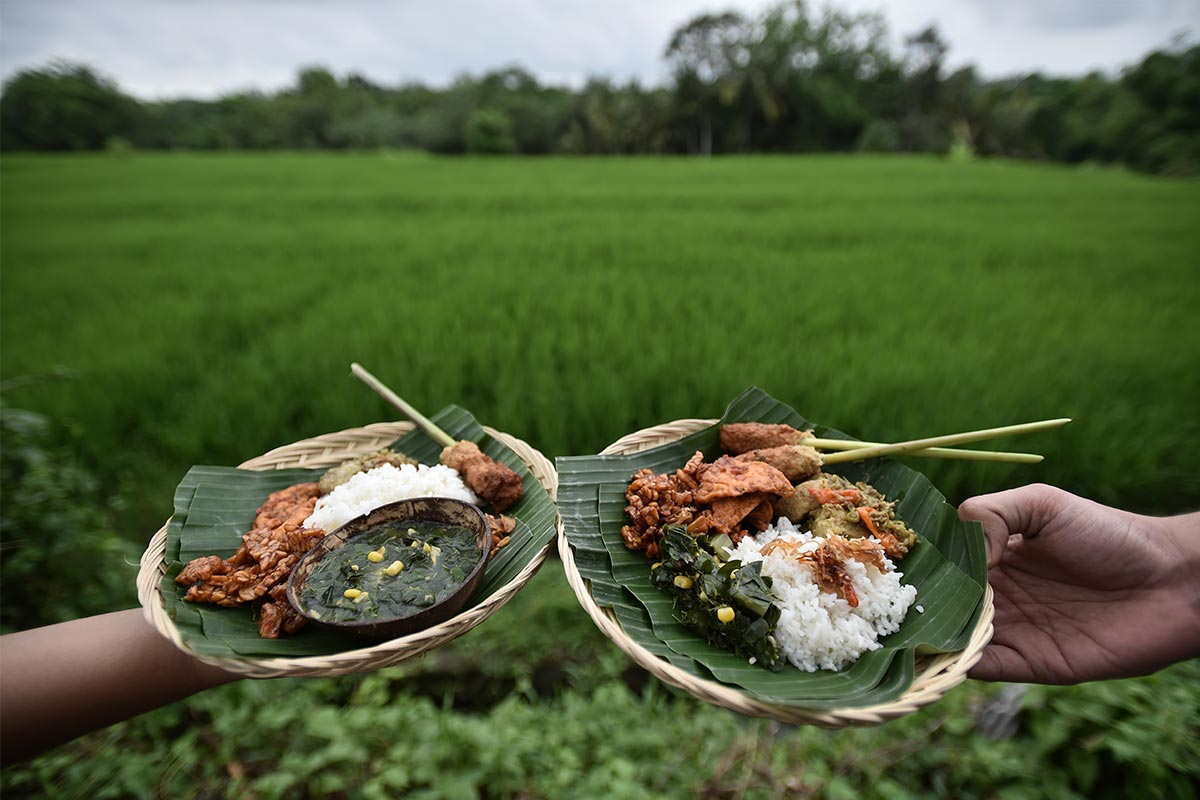 Rice Fields Eco Tourism