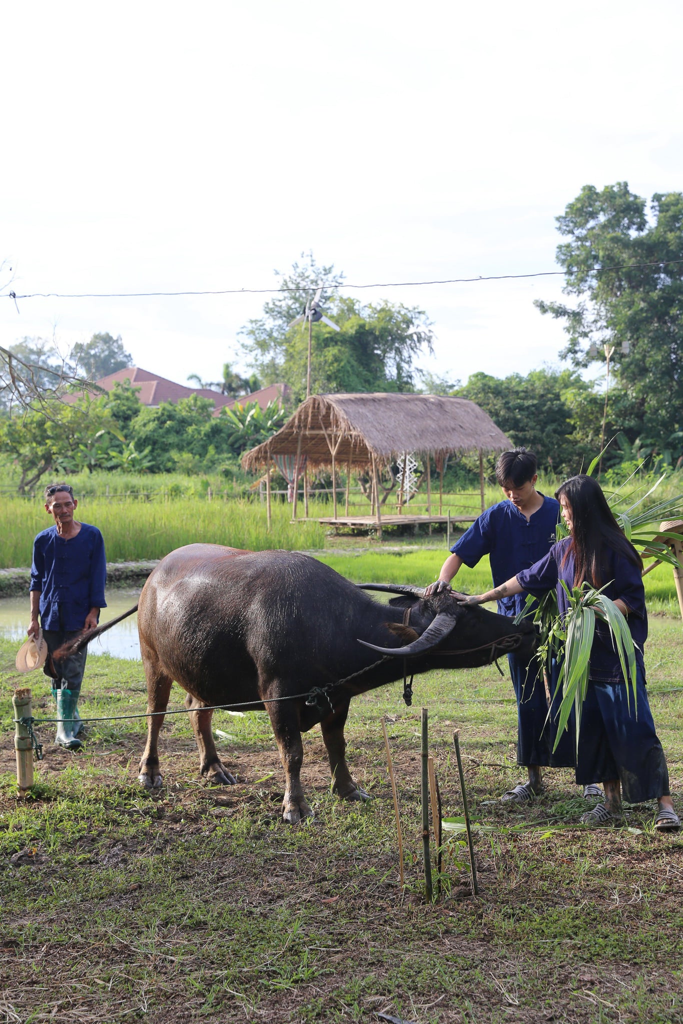 Thai Buffalo Farming Experience