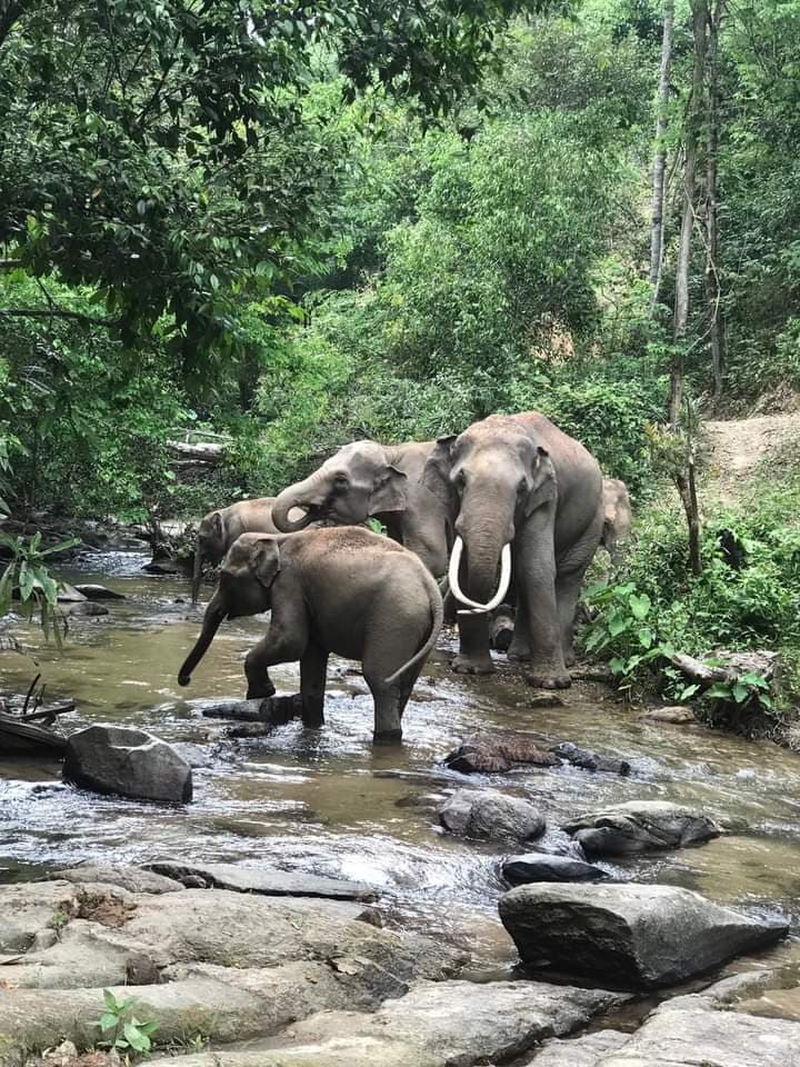 Elephant Freedom Village Day Trip