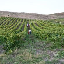 Load image into Gallery viewer, Valdibella Bio Food &amp; Wine Cooperative Rural Day