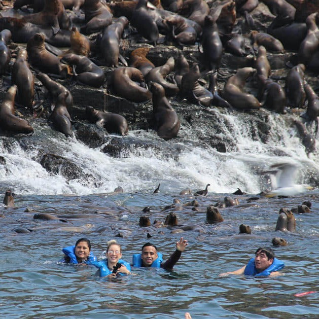 Swimming with Sea Lions