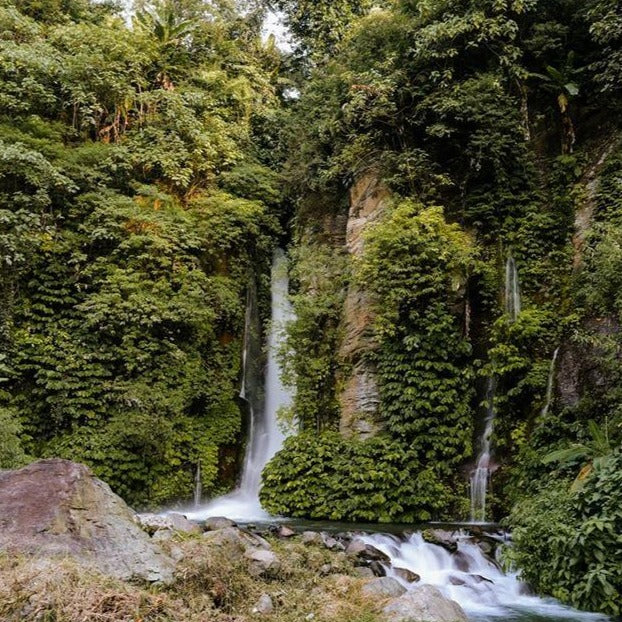 Discover Bali’s Forest Civilization