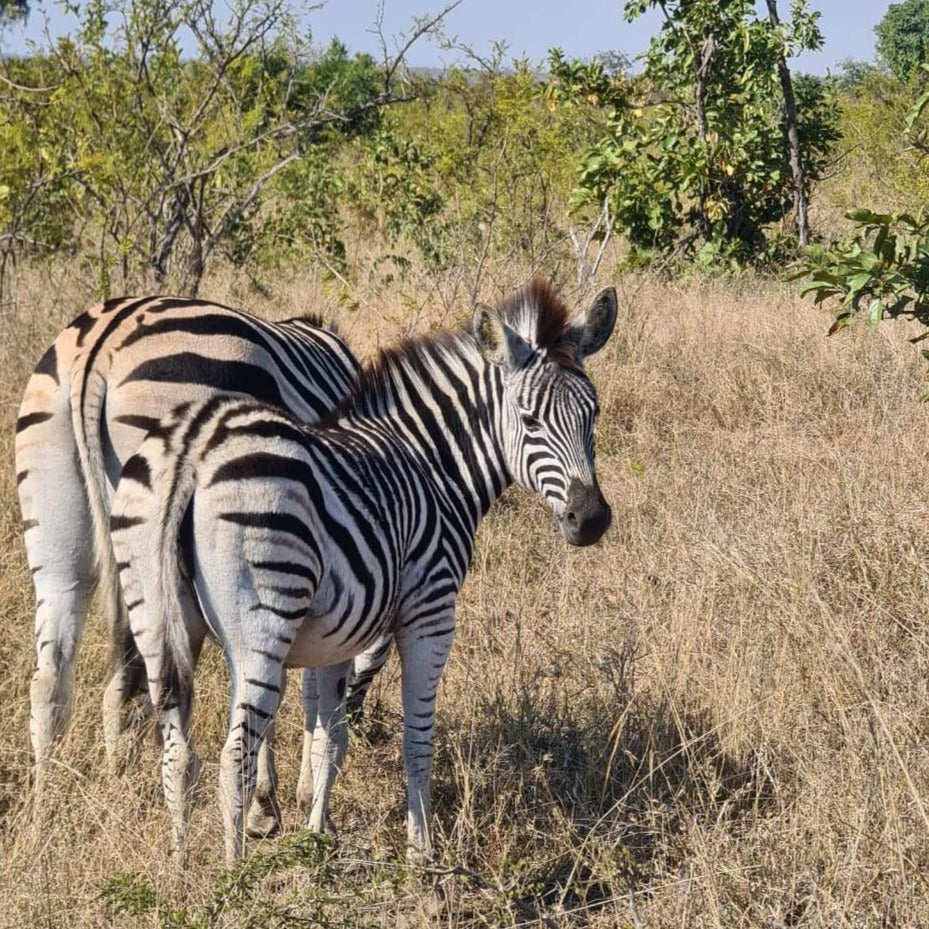 Kruger Safari Experience