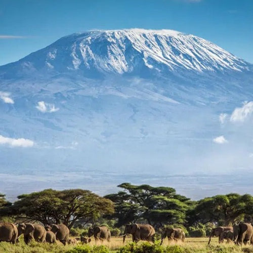 Mt. Kilimanjaro: The Rooftop of Africa