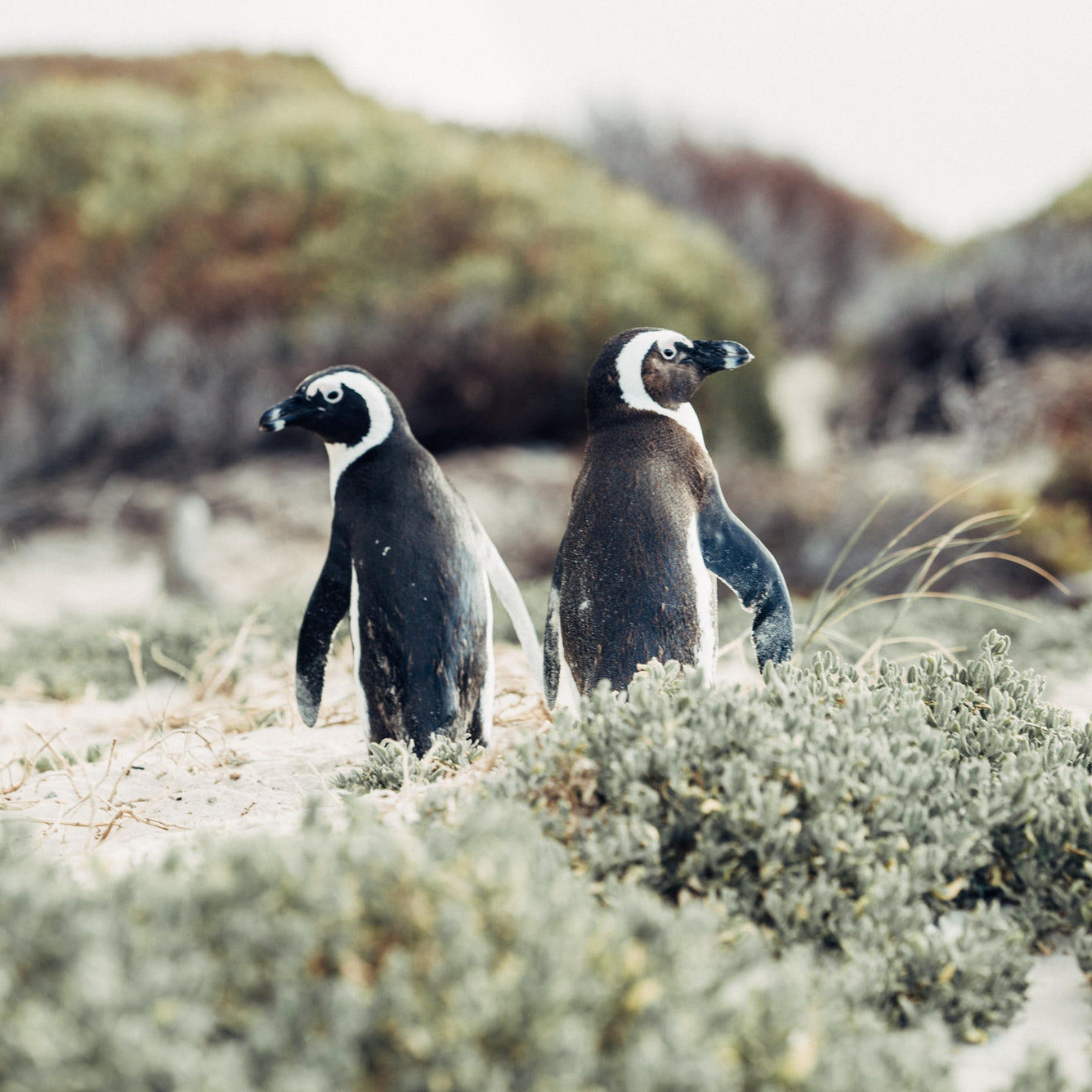 Penguins & Cape Point Day Tour