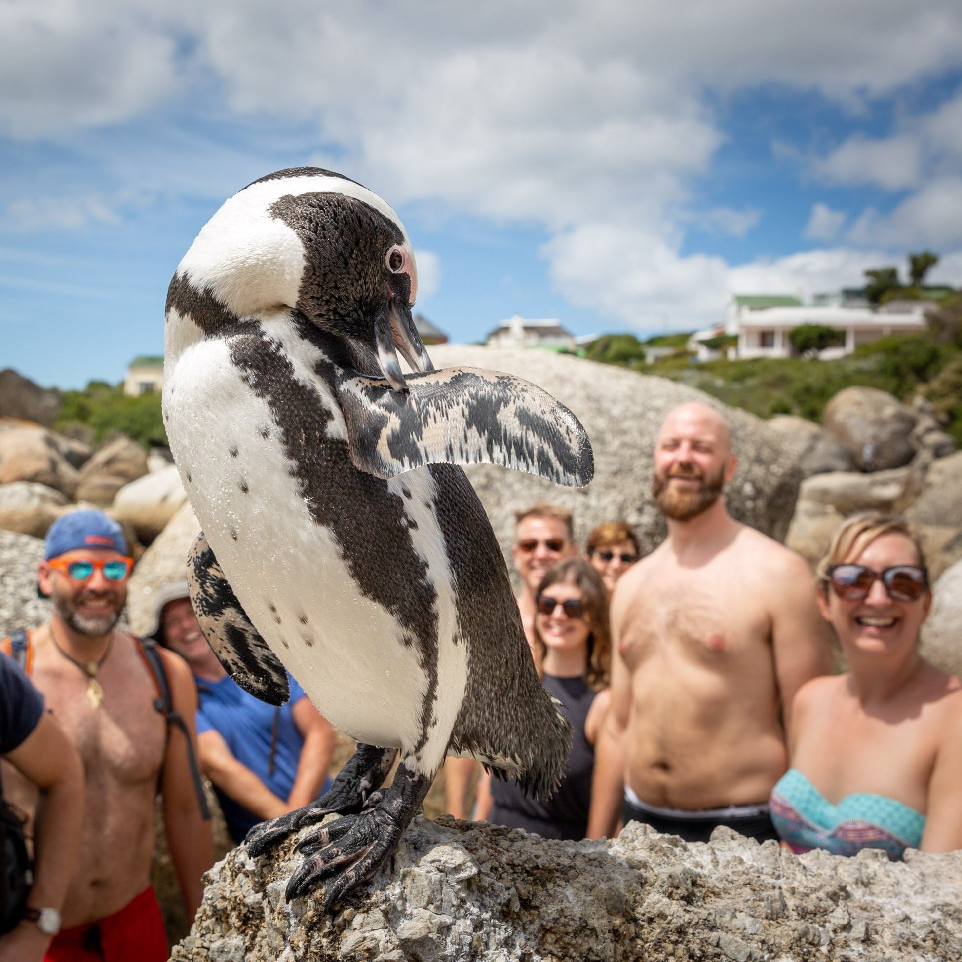 TEST Penguins & Cape Point Day Tour