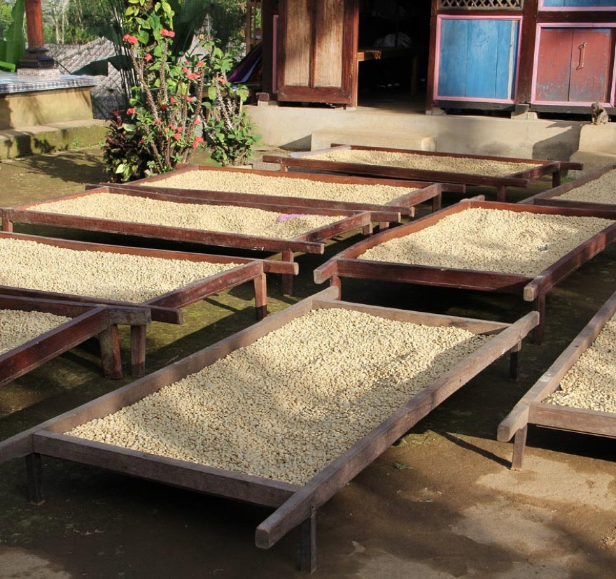 Organic Coffee Farming Trip